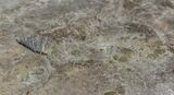 Rare Devonian Phyllocarid (Echinocaris) - New York #38795-4
